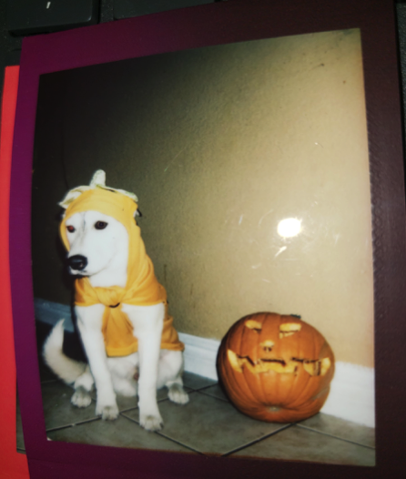 New Dog in Town